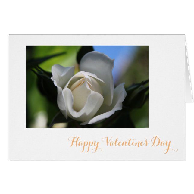 Pure witte roos bloem gelukkig Valentijn (Voorkant Horizontaal)