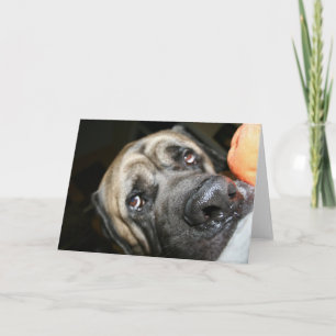 Purebred English Mastiff Foto Kaart