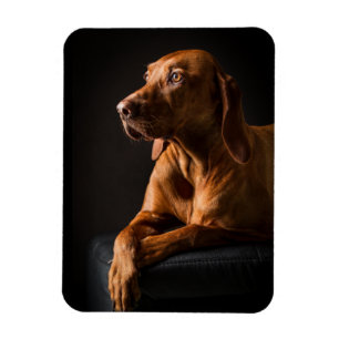 Purebred-portret van Golden Magneet