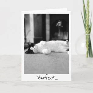 Purfect Kat Groeten Kaart