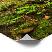 Purisima Creek Redwood, Californië Poster (Hoek)