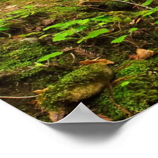 Purisima Creek Redwood, Californië Poster (Hoek)