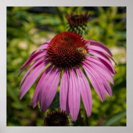 Purperen Echinacea Poster
