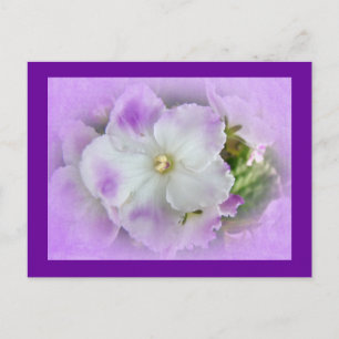 Purple and White Fancy African Violets Briefkaart