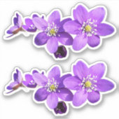 Purple Anemone Hepatica Flowers Vinyl Sticker (Voorkant)