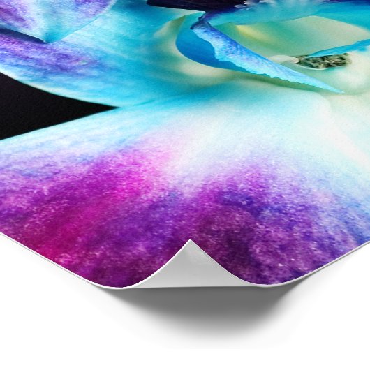 Purple & Blue Dendrobium Orchid Customized Orchids Poster (Hoek)