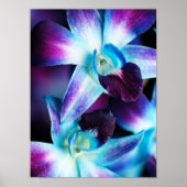 Purple & Blue Dendrobium Orchid Customized Orchids Poster (Voorkant)