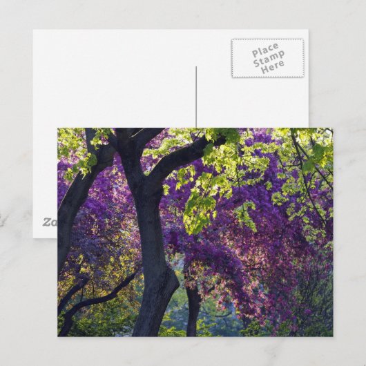 Purple  briefkaart (Voorkant / Achterkant)