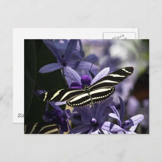 Purple  briefkaart (Voorkant / Achterkant)