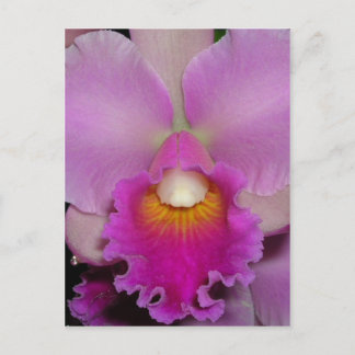 Purple Cattleya Briefkaart
