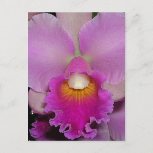 Purple Cattleya Briefkaart (Voorkant)