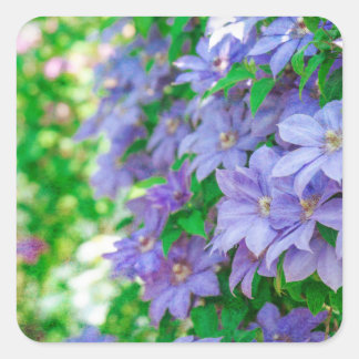 Purple Clematis flower Vierkante Sticker