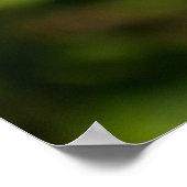 Purple Coneflower Poster (Hoek)