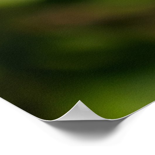 Purple Coneflower Poster (Hoek)