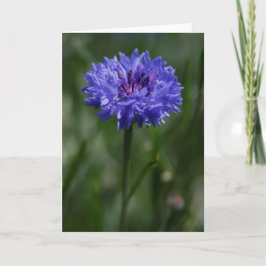 Purple Cornflower Greeting Card Aankondiging