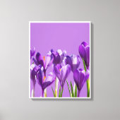 Purple Crocus Awakening Canvas Afdruk (Voorkant)