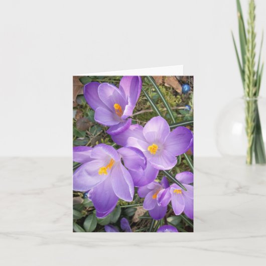 Purple Crocus Blank Note Cards Kaart (Voorkant)