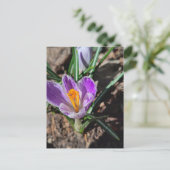 Purple Crocus First Flower of 2026 Briefkaart (Staand voorkant)