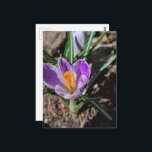 Purple Crocus First Flower of 2026 Briefkaart<br><div class="desc">A pretty purple crocus is the first flower of 2026 in my garden in March of this year.  Photography by Angelandspot.</div>