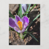 Purple Crocus First Flower of 2026 Briefkaart (Voorkant)