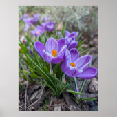 Purple Crocus Poster (Voorkant)