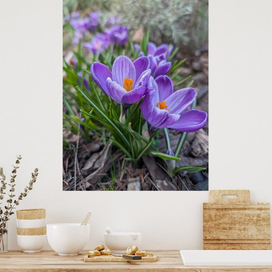 Purple Crocus Poster (Keuken)