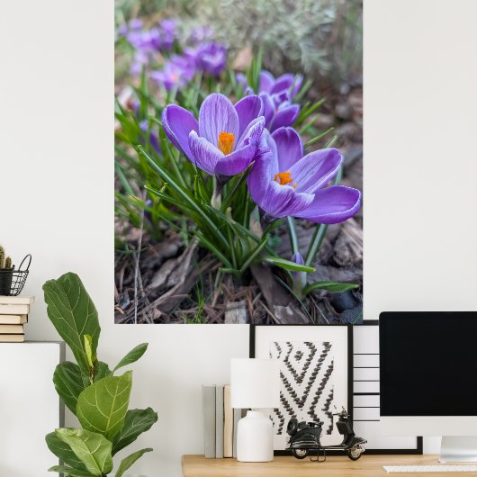 Purple Crocus Poster (Thuiskantoor)