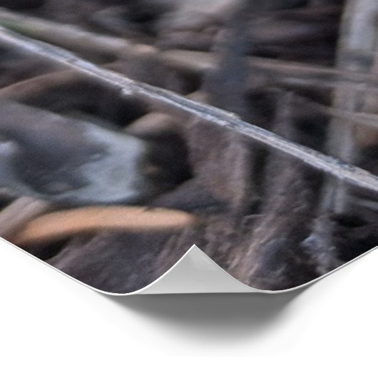 Purple Crocus Poster (Hoek)