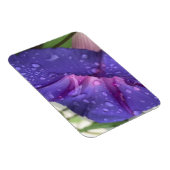 Purple Dewdrop Morning Glory Magneet (Rechterzijde)