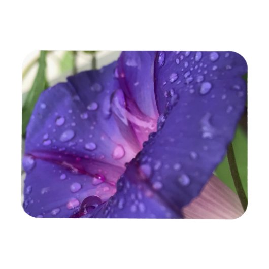 Purple Dewdrop Morning Glory Magneet (Horizontaal)