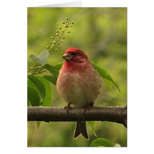 Purple Finch Blank (Voorkant)