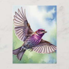 Purple Finch in flight Briefkaart