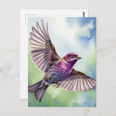 Purple Finch in flight Briefkaart (Voorkant / Achterkant)