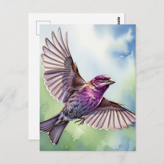 Purple Finch in flight Briefkaart (Voorkant / Achterkant)
