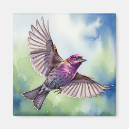 Purple Finch in flight Magneet