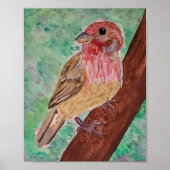 Purple Finch  Poster (Voorkant)