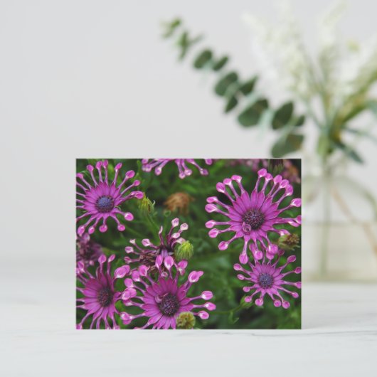 Purple Firework Flowers Briefkaart (Staand voorkant)