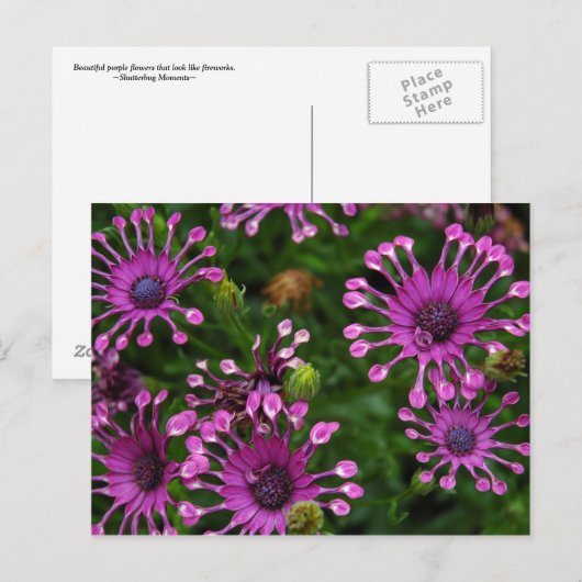 Purple Firework Flowers Briefkaart (Voorkant / Achterkant)