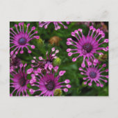 Purple Firework Flowers Briefkaart (Voorkant)