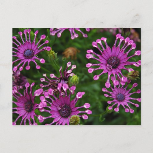 Purple Firework Flowers Briefkaart (Voorkant)