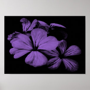 Purple Flowers afdrukken Poster
