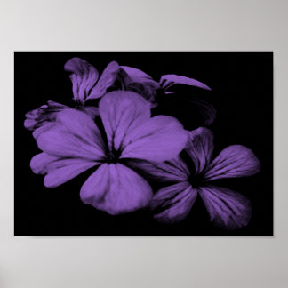 Purple Flowers afdrukken Poster