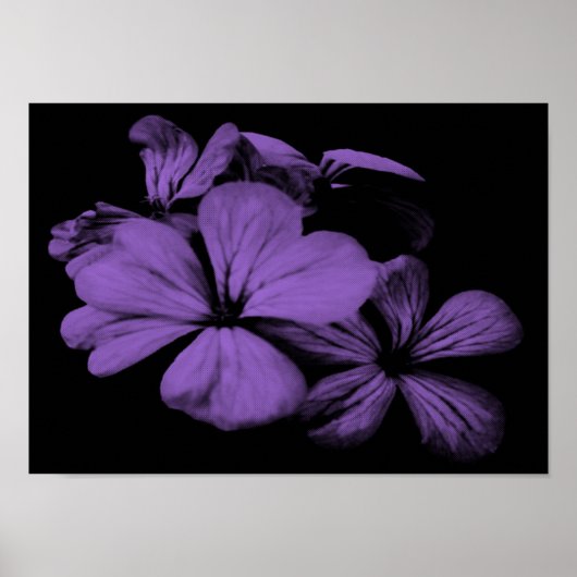 Purple Flowers afdrukken Poster (Voorkant)