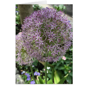 Purple Flowers Allium Garden NYC Foto