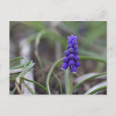 Purple Flowers Briefkaart (Voorkant)