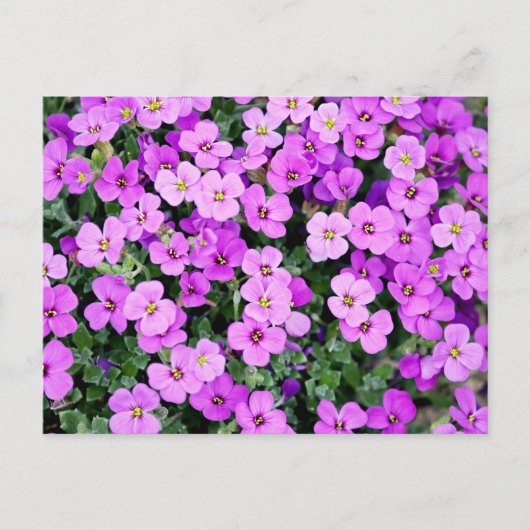 Purple Flowers Briefkaart (Voorkant)