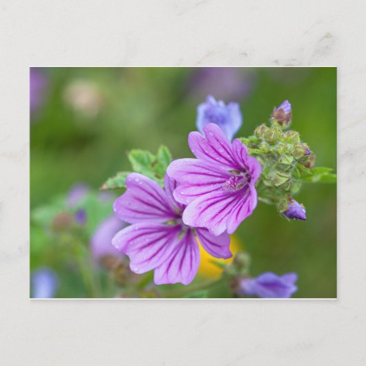 Purple Flowers Briefkaart (Voorkant)