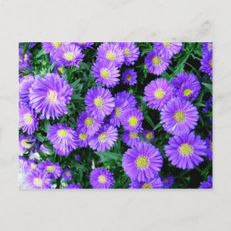 Purple Flowers Briefkaart