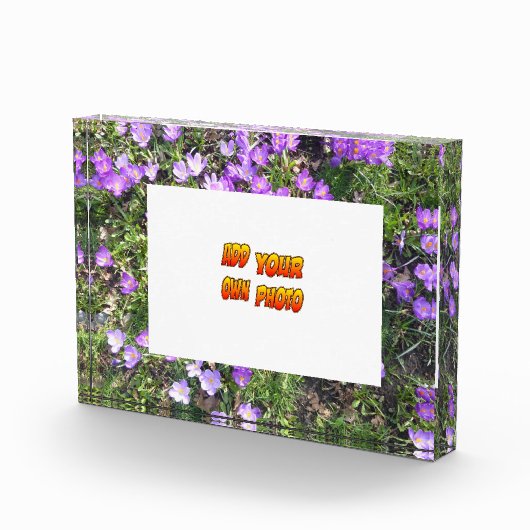 Purple Flowers Crocus Cust. Fotoblok (Rechts)