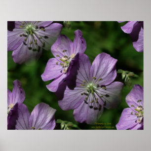 Purple Flowers Floral Digital Art Poster